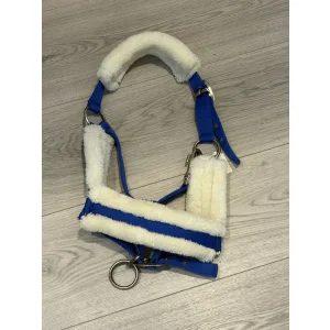Licol bleu et mouton Shetland.