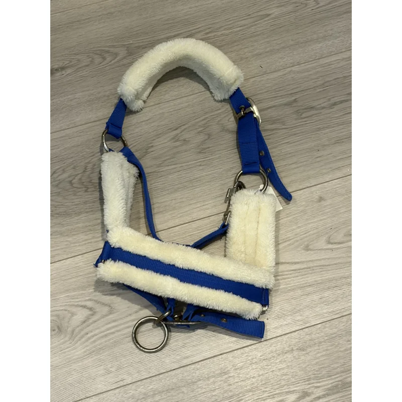 Licol bleu et mouton Shetland.